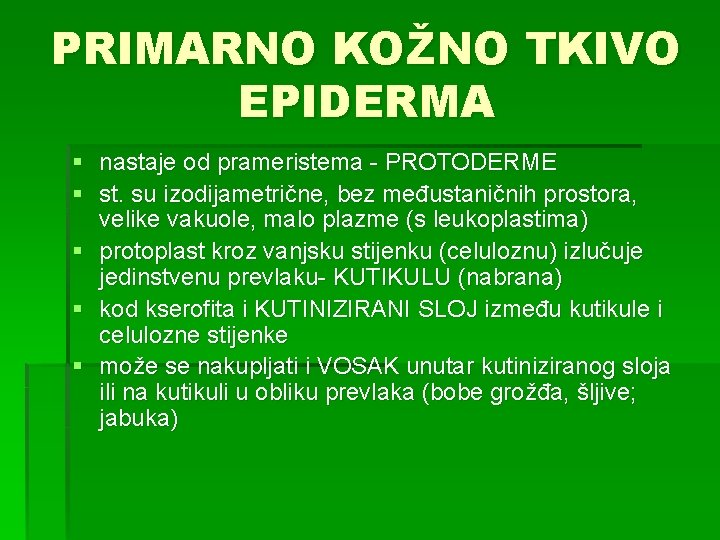 PRIMARNO KOŽNO TKIVO EPIDERMA § nastaje od prameristema - PROTODERME § st. su izodijametrične,