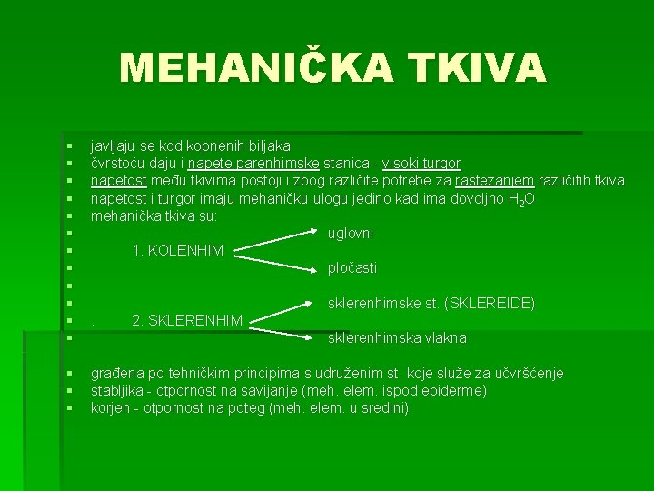 MEHANIČKA TKIVA § § § javljaju se kod kopnenih biljaka čvrstoću daju i napete