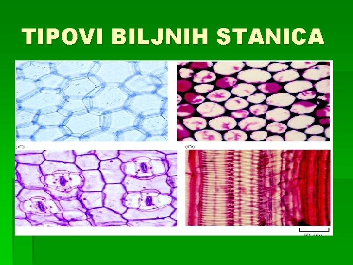 TIPOVI BILJNIH STANICA 
