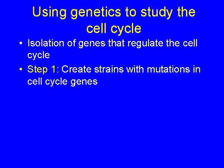 Using genetics to study the cell cycle • Isolation of genes that regulate the