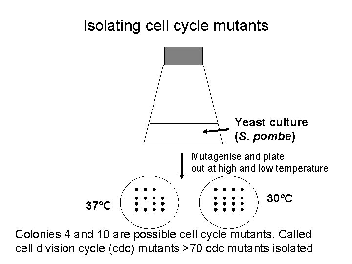 Isolating cell cycle mutants Yeast culture (S. pombe) Mutagenise and plate out at high
