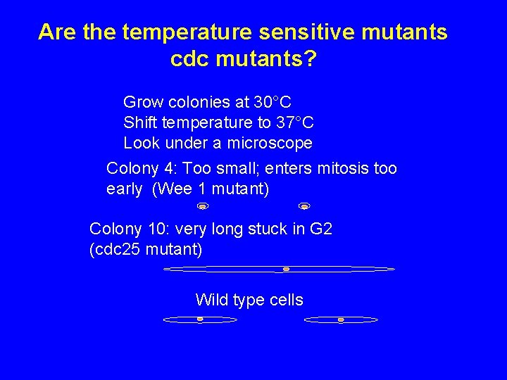 Are the temperature sensitive mutants cdc mutants? Grow colonies at 30°C Shift temperature to