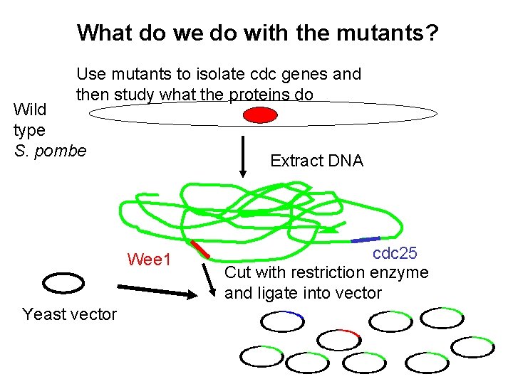 What do we do with the mutants? Use mutants to isolate cdc genes and