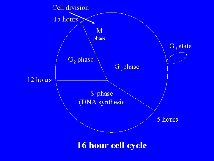 Cell division 15 hours M phase G 0 state G 2 phase G 1