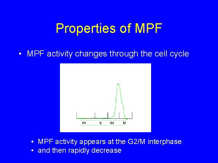 Properties of MPF • MPF activity changes through the cell cycle • MPF activity