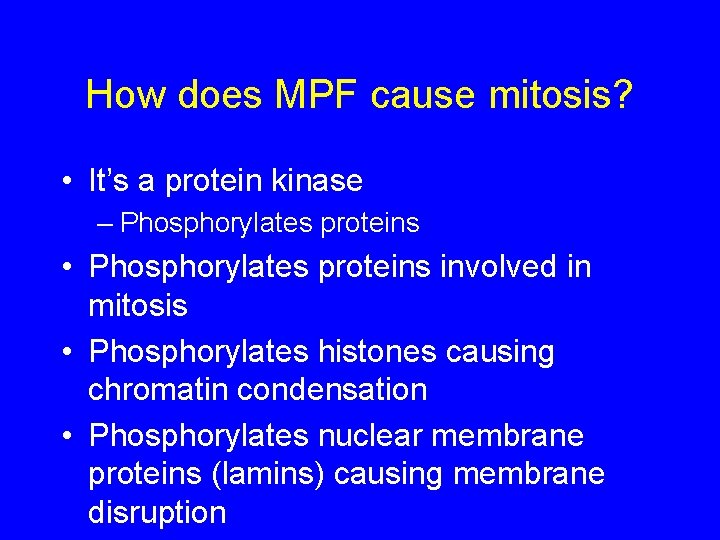 How does MPF cause mitosis? • It’s a protein kinase – Phosphorylates proteins •