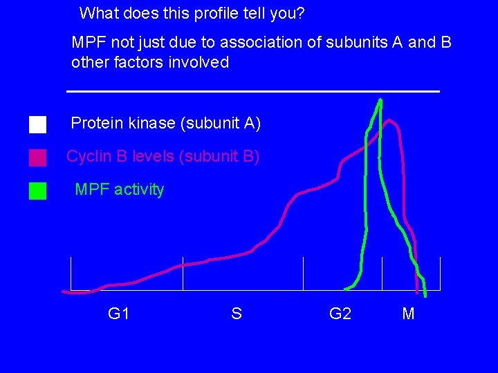 What does this profile tell you? MPF not just due to association of subunits