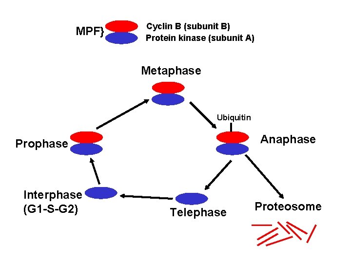 MPF} Cyclin B (subunit B) Protein kinase (subunit A) Metaphase Ubiquitin Anaphase Prophase Interphase