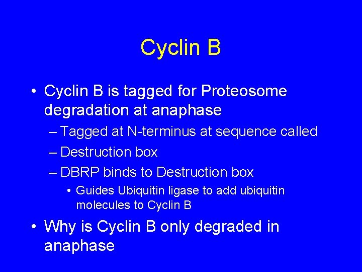 Cyclin B • Cyclin B is tagged for Proteosome degradation at anaphase – Tagged