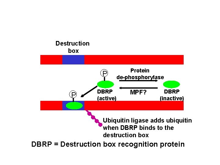 Destruction box P P Protein de-phosphorylase DBRP (active) MPF? DBRP (inactive) Ubiquitin ligase adds