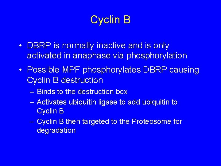 Cyclin B • DBRP is normally inactive and is only activated in anaphase via