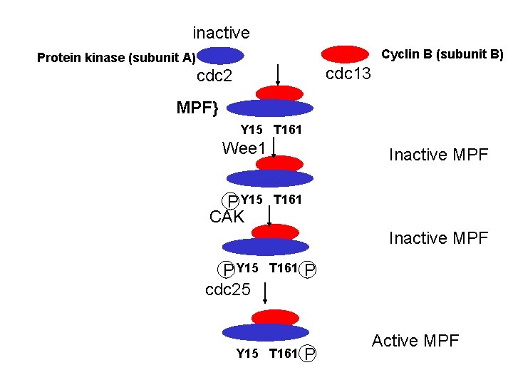 inactive Cyclin B (subunit B) Protein kinase (subunit A) cdc 13 cdc 2 MPF}