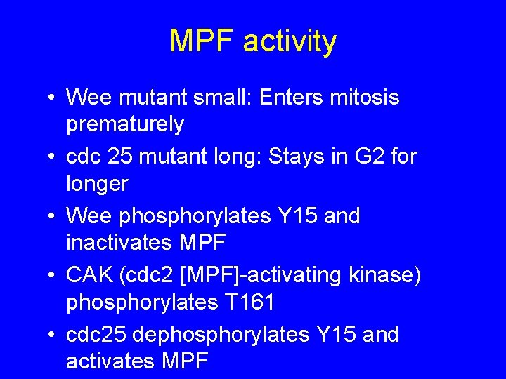 MPF activity • Wee mutant small: Enters mitosis prematurely • cdc 25 mutant long: