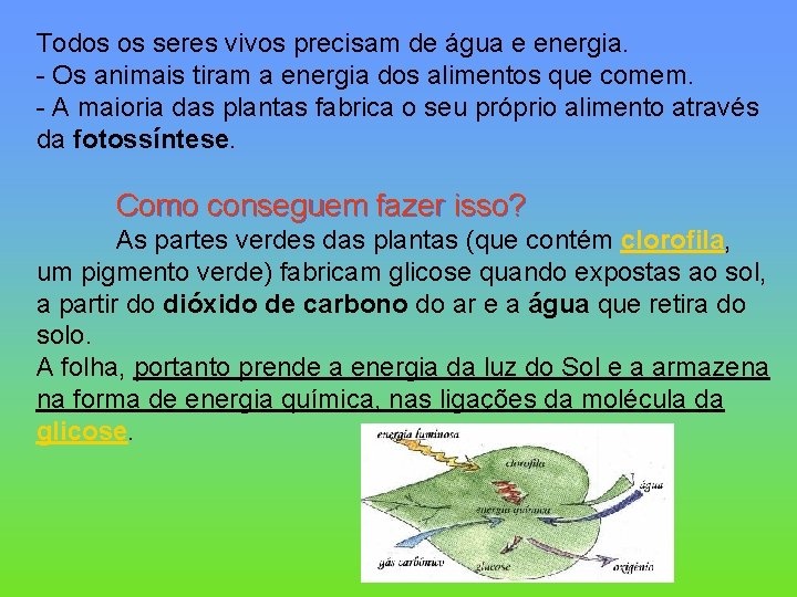 Todos os seres vivos precisam de água e energia. - Os animais tiram a