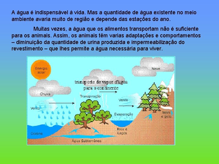 A água é indispensável á vida. Mas a quantidade de água existente no meio