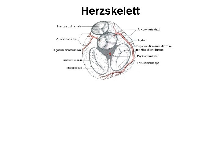 Herzskelett 