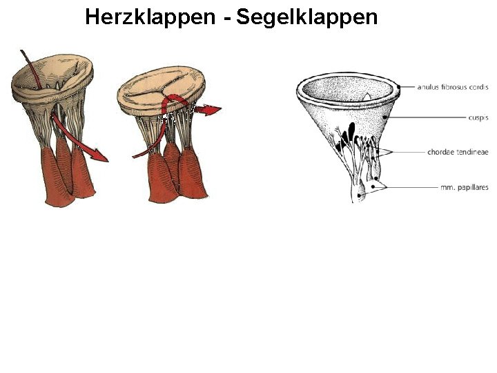 Herzklappen - Segelklappen 