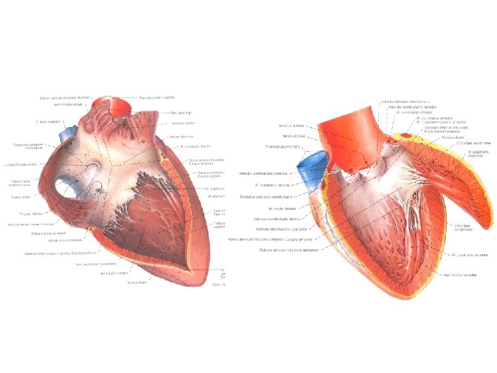 Herz Oberflchen Binnenrume Wandbau des Herzens Herzskelett Herzklappen