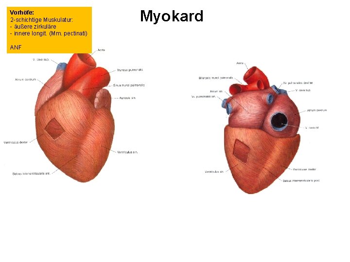 Vorhöfe: 2 -schichtige Muskulatur: - äußere zirkuläre - innere longit. (Mm. pectinati) ANF Myokard