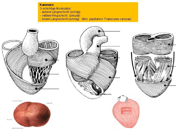 Kammern: 3 -schichtige Muskulatur: - äußere Längsschicht (schräg) - mittlere Ringschicht (zirkulär) - innere