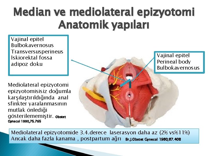 Median ve mediolateral epizyotomi Anatomik yapıları Vajinal epitel Bulbokavernosus Transversusperineus İskiorektal fossa adipoz doku