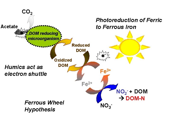 CO 2 Photoreduction of Ferric to Ferrous Iron Acetate e- DOM reducing microorganism Reduced