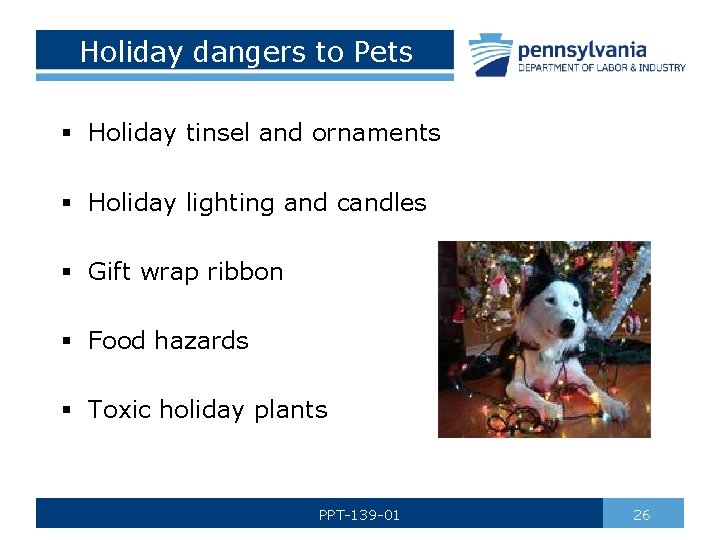 Holiday dangers to Pets § Holiday tinsel and ornaments § Holiday lighting and candles