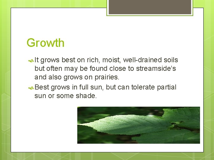 Growth It grows best on rich, moist, well-drained soils but often may be found