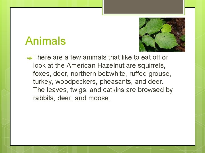 Animals There a few animals that like to eat off or look at the