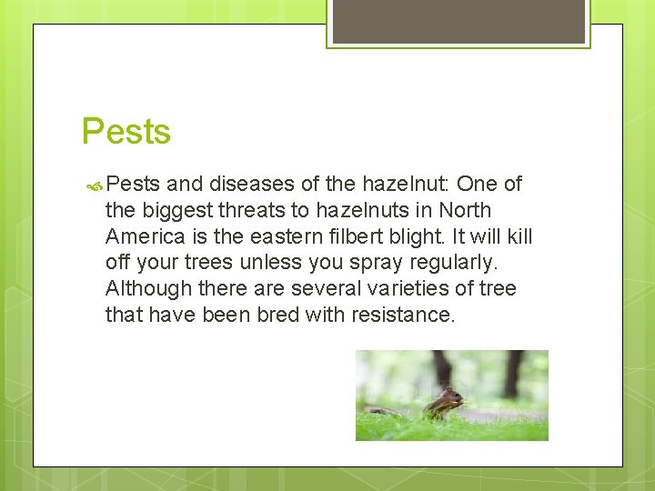 Pests and diseases of the hazelnut: One of the biggest threats to hazelnuts in