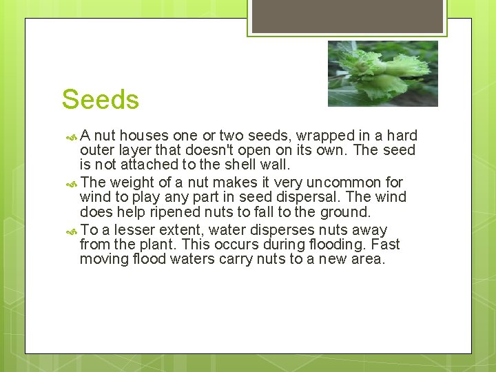 Seeds A nut houses one or two seeds, wrapped in a hard outer layer