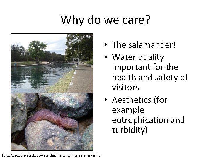 Why do we care? • The salamander! • Water quality important for the health