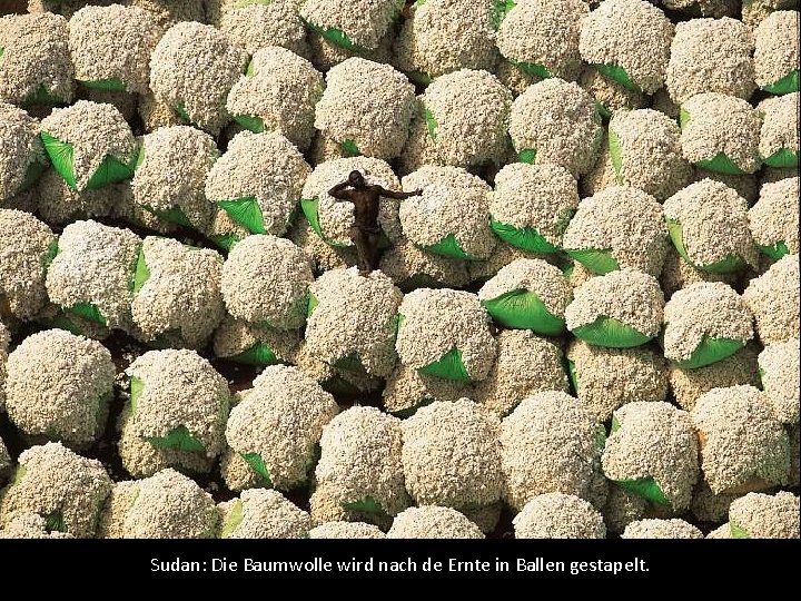 Sudan: Die Baumwolle wird nach de Ernte in Ballen gestapelt. 