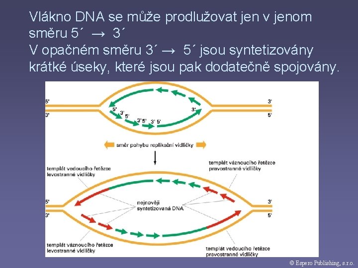 Vlákno DNA se může prodlužovat jen v jenom směru 5´ → 3´ V opačném