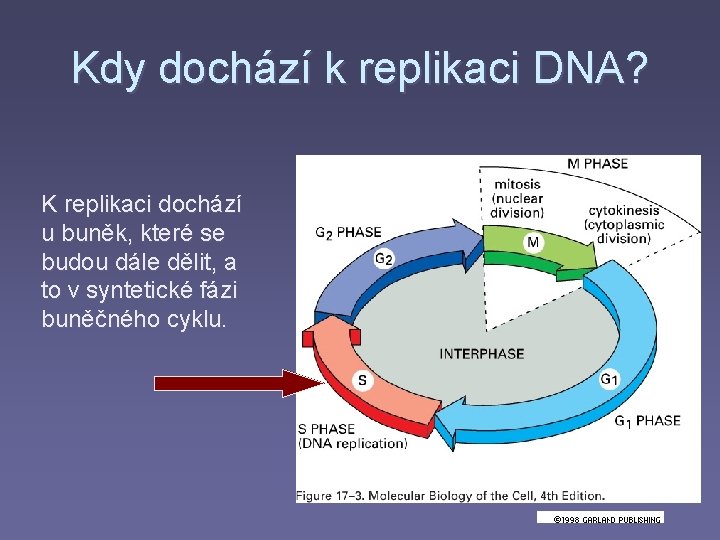 Kdy dochází k replikaci DNA? K replikaci dochází u buněk, které se budou dále