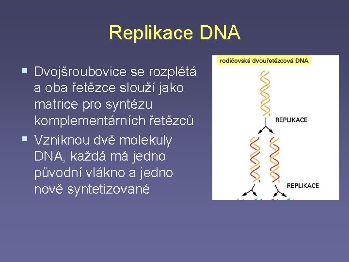 Replikace DNA § Dvojšroubovice se rozplétá a oba řetězce slouží jako matrice pro syntézu