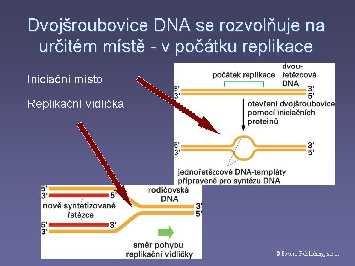 Dvojšroubovice DNA se rozvolňuje na určitém místě - v počátku replikace Iniciační místo Replikační