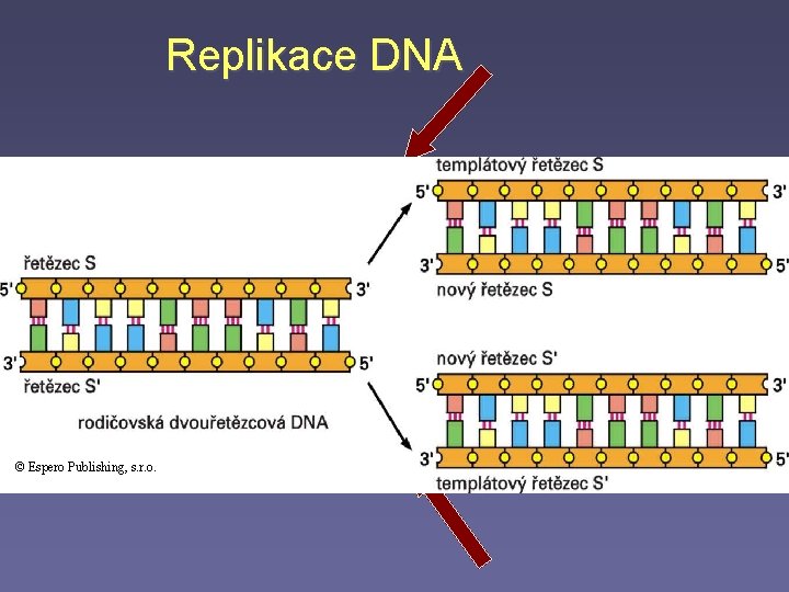 Replikace DNA původní vlákno = matrice, templát G A C T G C A