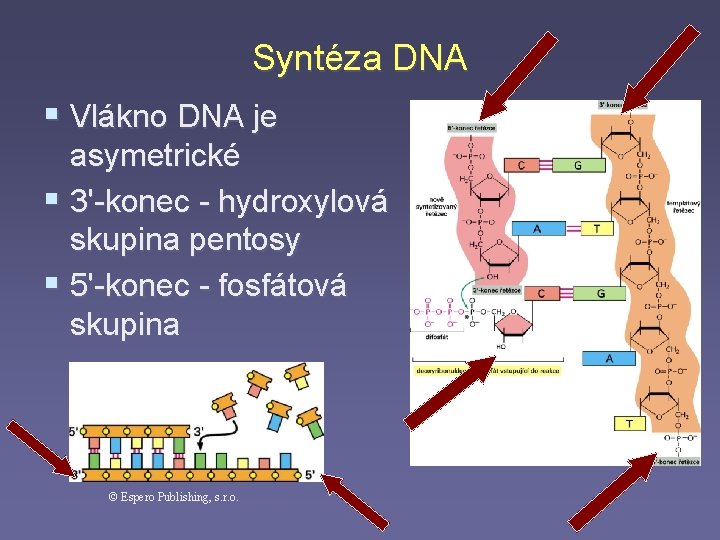 Syntéza DNA § Vlákno DNA je asymetrické § 3'-konec - hydroxylová skupina pentosy §