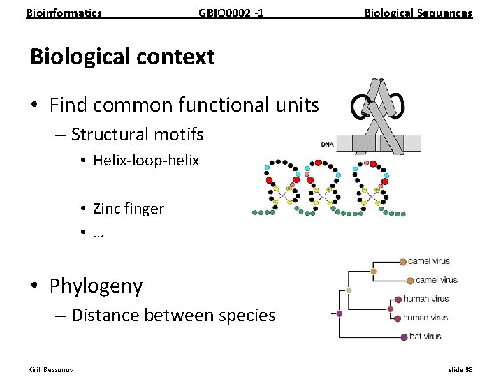 Bioinformatics GBIO 0002 1 Biological Sequences Biological context • Find common functional units –