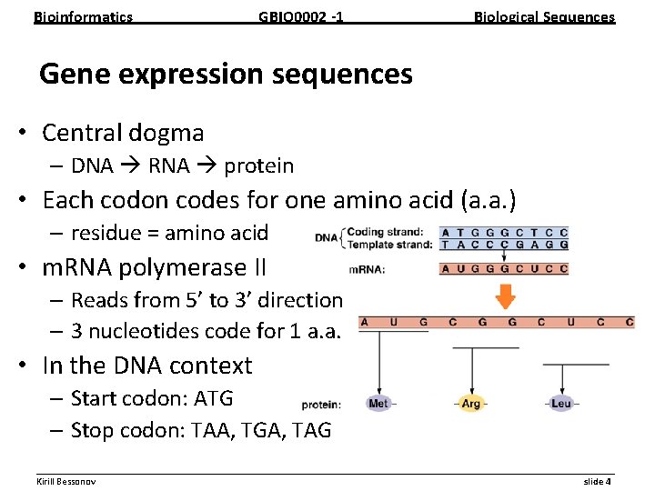 Bioinformatics GBIO 0002 1 Biological Sequences Gene expression sequences • Central dogma – DNA