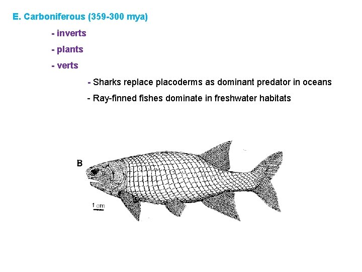 E. Carboniferous (359 -300 mya) - inverts - plants - verts - Sharks replace