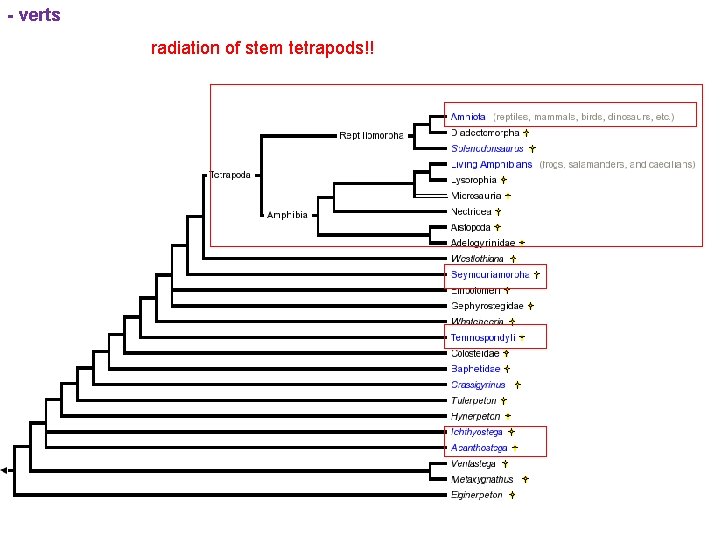 - verts radiation of stem tetrapods!! 