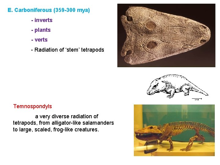 E. Carboniferous (359 -300 mya) - inverts - plants - verts - Radiation of