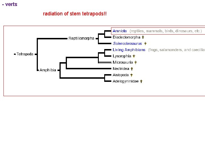 - verts radiation of stem tetrapods!! 