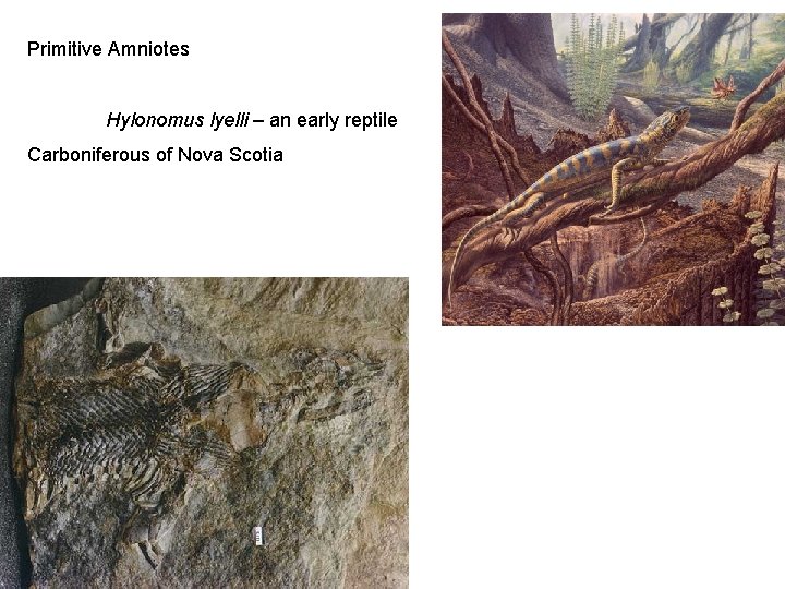 Primitive Amniotes Hylonomus lyelli – an early reptile Carboniferous of Nova Scotia 