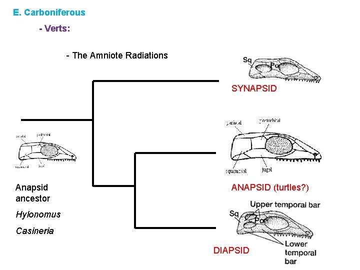 E. Carboniferous - Verts: - The Amniote Radiations SYNAPSID Anapsid ancestor ANAPSID (turtles? )