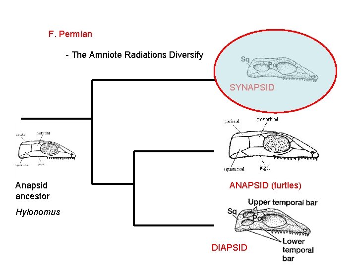  F. Permian - The Amniote Radiations Diversify SYNAPSID Anapsid ancestor ANAPSID (turtles) Hylonomus