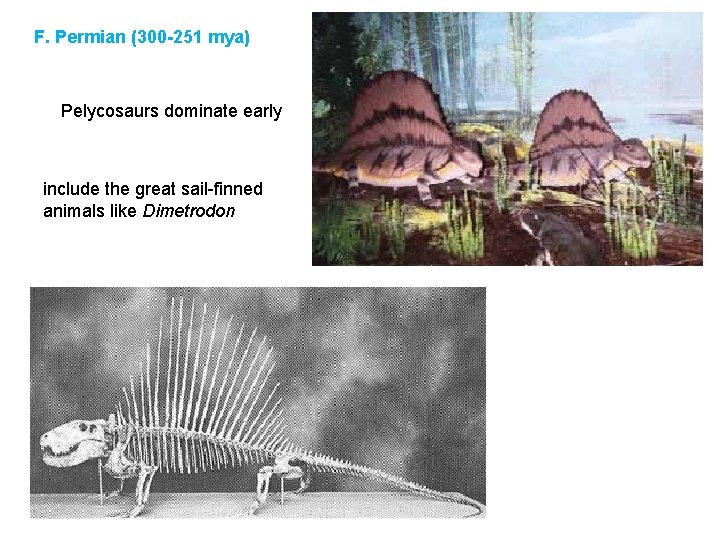 F. Permian (300 -251 mya) Pelycosaurs dominate early include the great sail-finned animals like