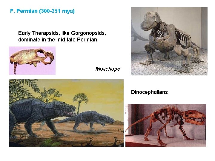 F. Permian (300 -251 mya) Early Therapsids, like Gorgonopsids, dominate in the mid-late Permian